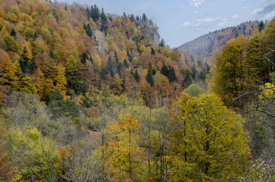 Comunidad Foral de Navarra 040 - Selva de Irati.jpg